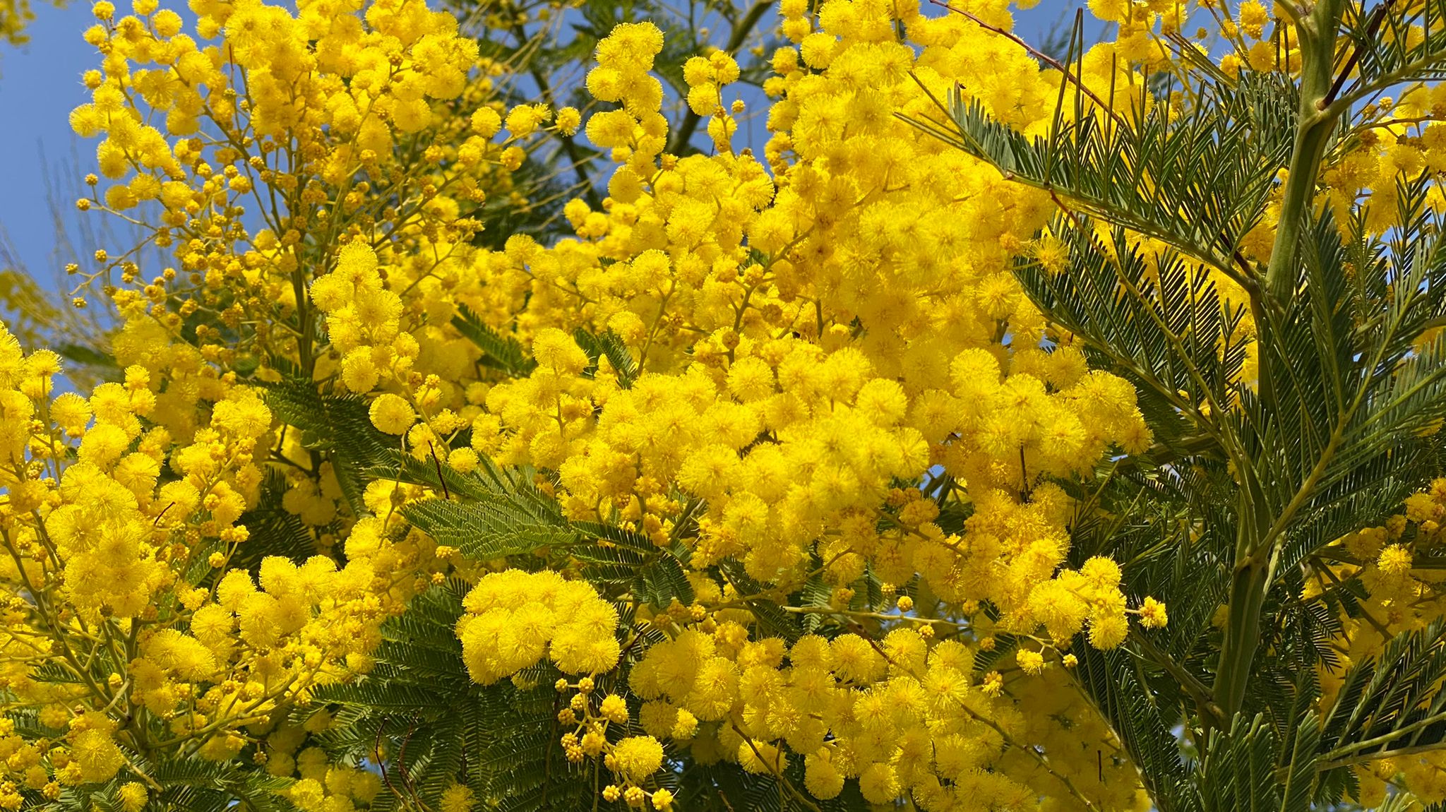 mimosa