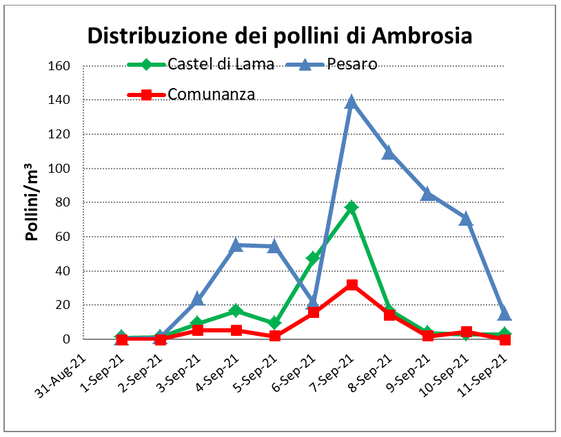 Ambrosia Figura 4