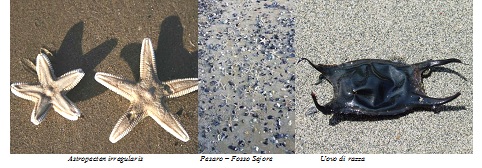 stelle marine